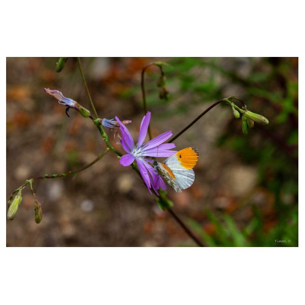 PHOTO84, CLUB, 84 , LUBERON